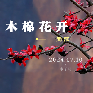 木棉花开