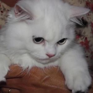 阿拉斯加海湾_㏕