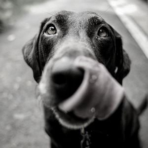 精彩训练犬环境