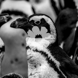 Penguins