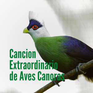 Canto Extraordinario de Pájaros y Ruidos del Mar para Dormir Profundamente