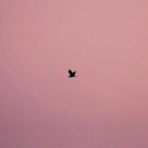 Sea gull