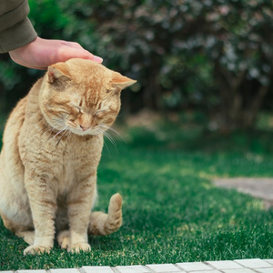 封缄（Cover 赵鹏 《一生守候》）