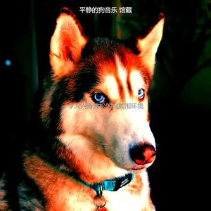 精彩小狗环境