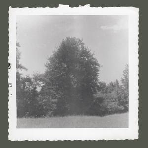 Spruce