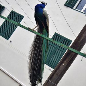Peacock