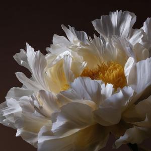 뿌리로 버티는 것들