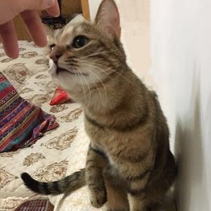 记忆停留在了A1