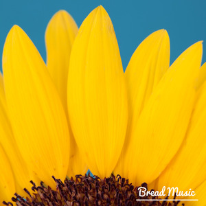 새벽에 펼쳐진 꽃잎