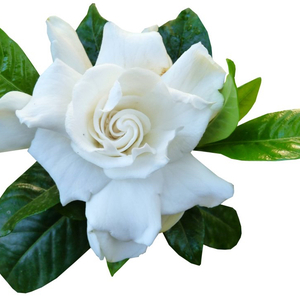 野草与栀子花（男版）