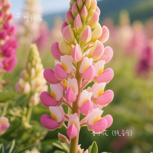 鲁冰花（纯音乐）