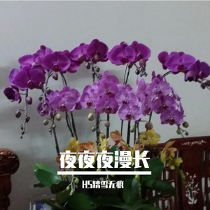 夜夜夜漫长（翻自 好多倩）