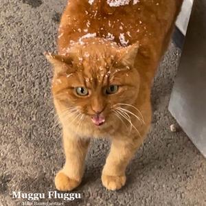 Muggu Fluggu