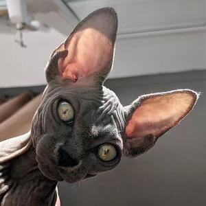 Nicky Jam-X- (Remix)（恩赐 / Joner remix）