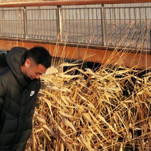 安河桥（翻自 宋冬野）