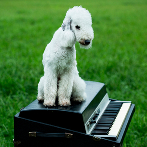 官能少女 (Cover)