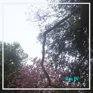 Night of the Jackdaw