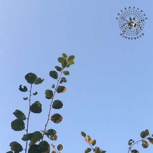 селище души