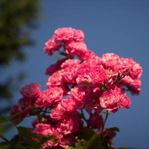 Forest (Fast Edit) [Remastered]