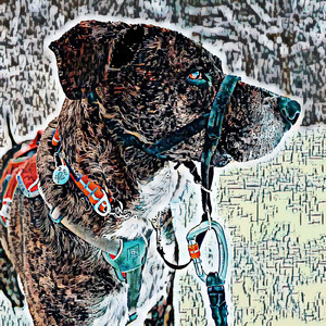 Mutt Coonhound Piggy