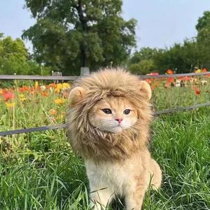 可惜不是你~合唱