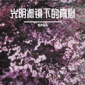 光阴滤镜下的真心