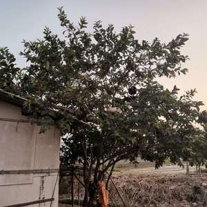 阿尔卑斯棒棒糖