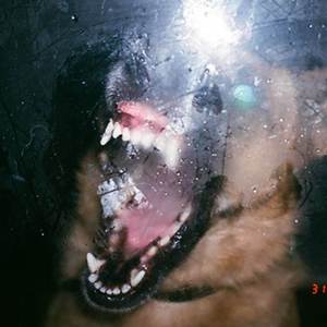 That's a Walking Lick