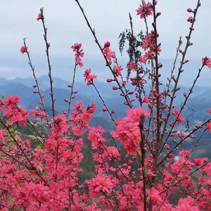 棉花糖之夏