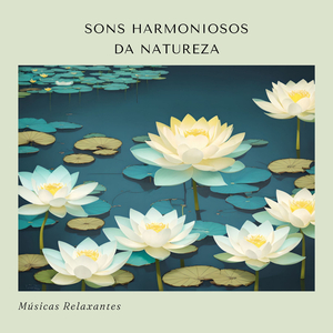 Nascer do Sol na Floresta