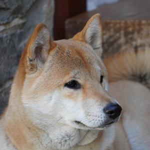 忠犬宣誓词 伴奏