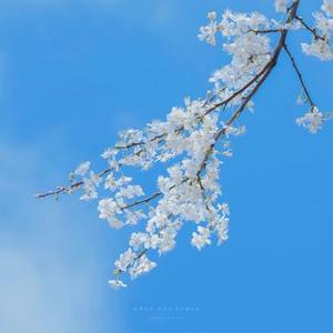 安静的春夜风景