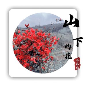 山下的花 伴奏