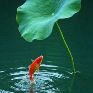 长相忆