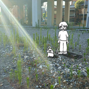 マルチーズ勧誘はルノワールで