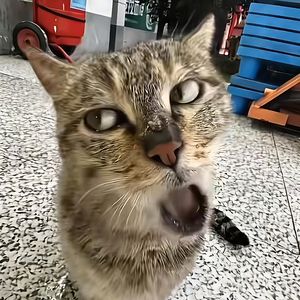 叫哥哥