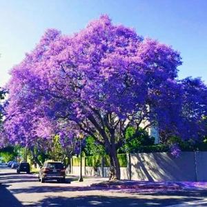 Las jacarandas de mi pueblo