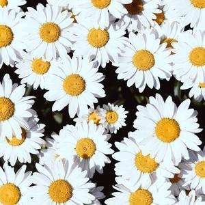 Thank You For The Music