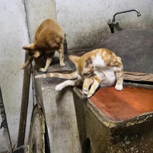 猫公主(Prod By Ljx Ghost)