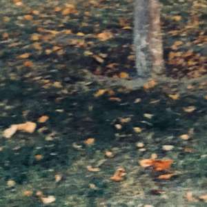 天上的星星不说话 翻自：俞天时Kozay/Rarpid望江晴（翻自 俞天时Kozay/rarpid望江晴）