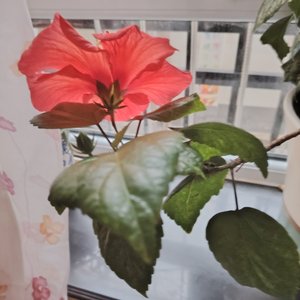 On the back side of a flower.mp3