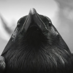 Crni Ep: Pjevanija Prva