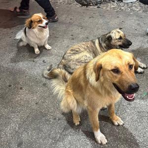 Rakija (feat. Fusex)