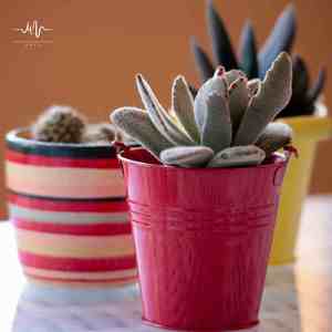 心中雨 (排箫曲)