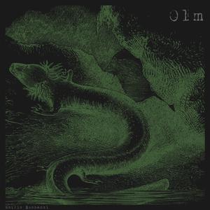 Olm