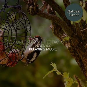 Birds on Jasmine Bush