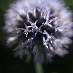 Hạnh Phúc Là Gì?