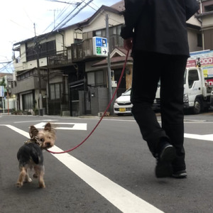 ハナミズキ (feat. 一青窈) [Cover] [Rap Version]