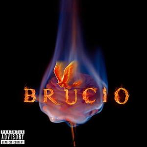 Brucio