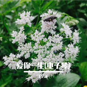 爱你一生(电子琴)
